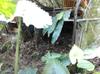 Compost bin where the chickens hang out