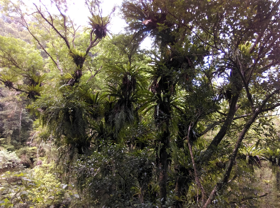 TongHo trail 桶後越嶺古道 IMAG4660