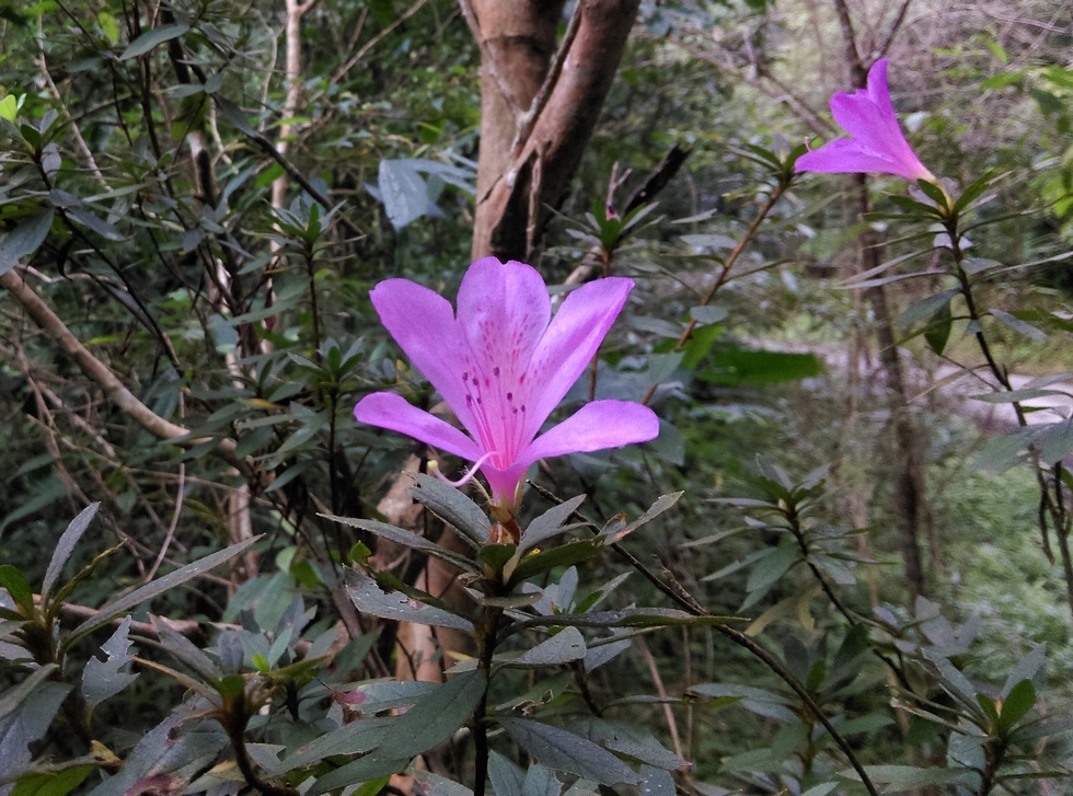 TongHo trail 桶後越嶺古道 IMAG4665