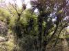 One of the few older trees, laden with ferns