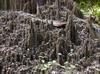 miniture eroded landscape, hoodoos