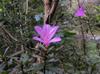 next photo: wild or cultivated azalea?