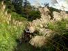 grasslands over the saddle