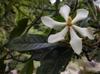 Gardenia 山黃梔 (shān huáng zhī) Gardenia jasminoides flower