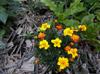 next photo: marigold flowers