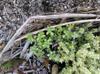 purslane and lemon thyme