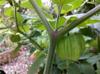 tomatillo fruit