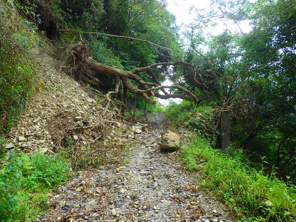 Danda Road 丹大林道 P9130253