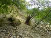 next photo: tree catches stone