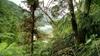 FeiTsui Reservoir 翡翠水庫 through the trees