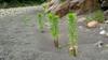 plants in the river bed