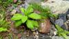 next photo: plants in the river bed