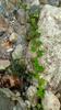 next photo: plants in the river bed