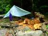 wood poachers camp