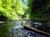 next photo: trees in the  Sanguang River 三光溪