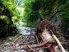 next photo: trees in the  Sanguang River 三光溪