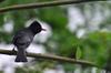 next photo: Black bulbul 紅嘴黑鵯 (hóng zuǐ hēi bēi) Hypsipetes leucocephalus