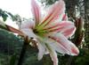 Amaryllis