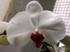 next photo: moth orchid 蝴蝶蘭 (hú dié lán) Phalaenopsis