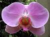 next photo: moth orchid 蝴蝶蘭 (hú dié lán) Phalaenopsis