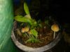 next photo: Typhoon Lekima sets off mushroom bloom