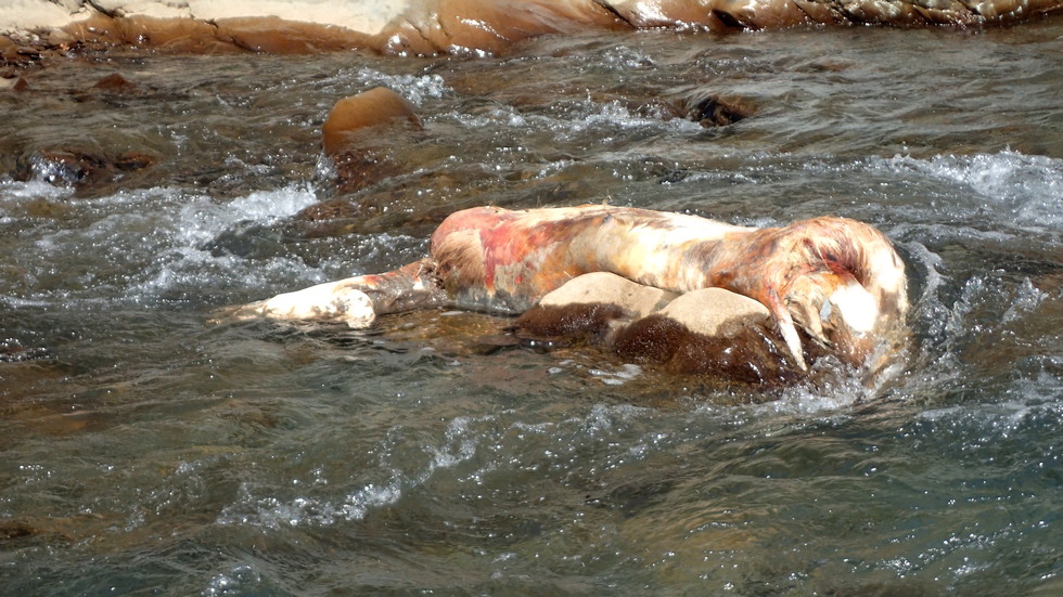 Danda stream 丹大溪 Hot springs survey P3010562