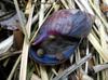 next photo: Snails on snail