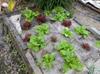 next photo: lettuce, borage, wild allium...