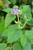 next photo: Bluemink 紫花藿香薊 (zǐ huā huò xiāng jì) Ageratum houstonianum