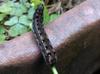 斜紋夜蛾 caterpillar