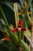 next photo: coconut pie orchid 腋唇蘭 (yè chún lán) Maxillaria tenuifolia