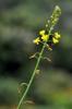 next photo: aloe flower