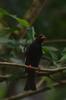 next photo: black bulbul