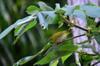 Japanese white-eye