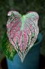 next photo: Caladium?