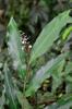 next photo: Hardy wild ginger 山月桃 (shān yuè táo) Alpinia intermedia flowering