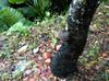 next photo: fungi growing on grafted cherry trees - Polyporus?