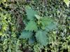 next photo: Nettles with big leaves