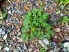 next photo: Black nightshade 龍葵 (lóng kuí) Solanum nigrum