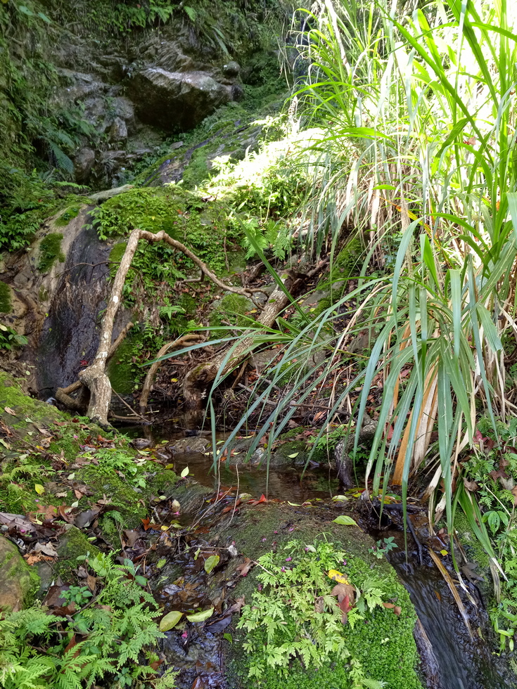 Nanao trail 南澳古道 IMG_20190206_090552_5