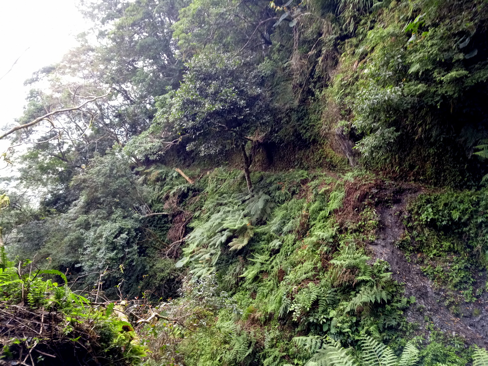 Nanao trail 南澳古道 IMG_20190206_125914_7