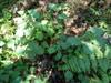 next photo: Nettles 咬人貓 (yǎo rén māo) Urtica thunbergiana Sieb. & Zucc.