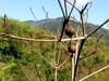 Tong oil tree 三年桐 (sān nián tóng) Aleurites fordii Hemsl. seeds