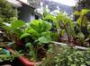 Beets, broccoli, lettuce and onion in the home garden