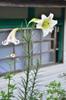 Taiwan Lily 台灣百合 (tái wān bǎi hé) Lilium formosanum