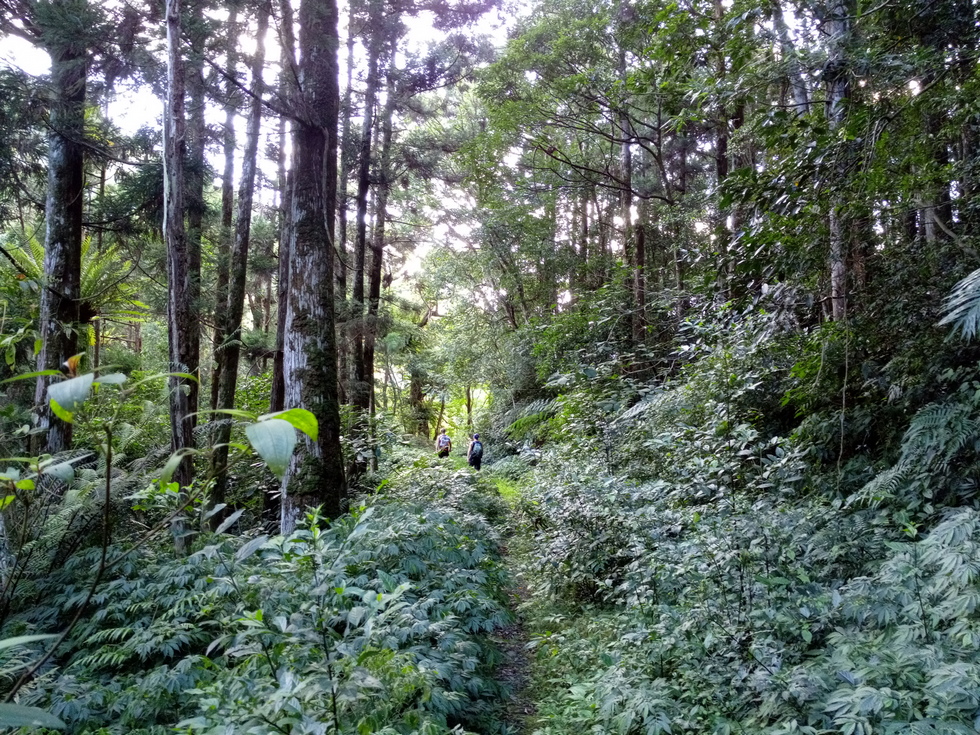 Neidong Forest Road 內洞林道 IMG_20200830_162054_1