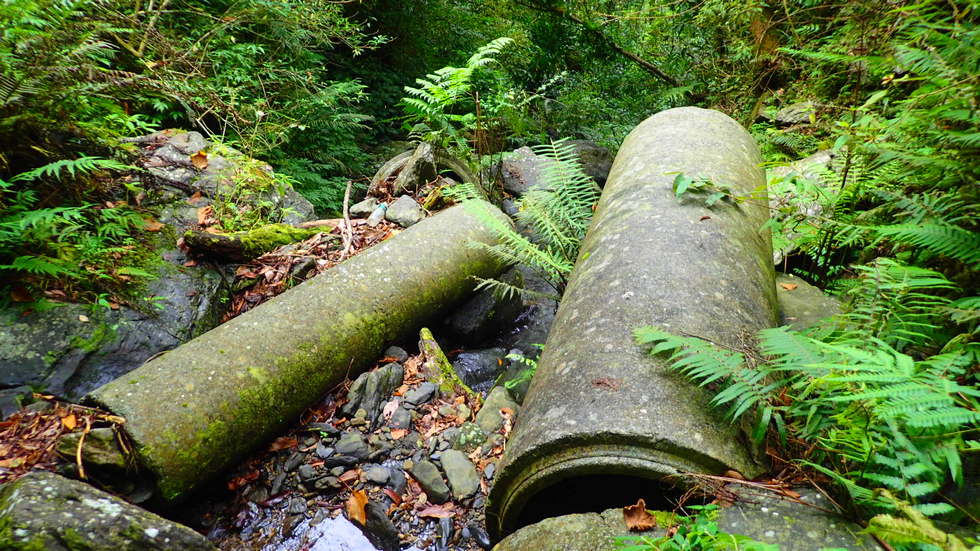 Neidong Forest Road 內洞林道 P8300772