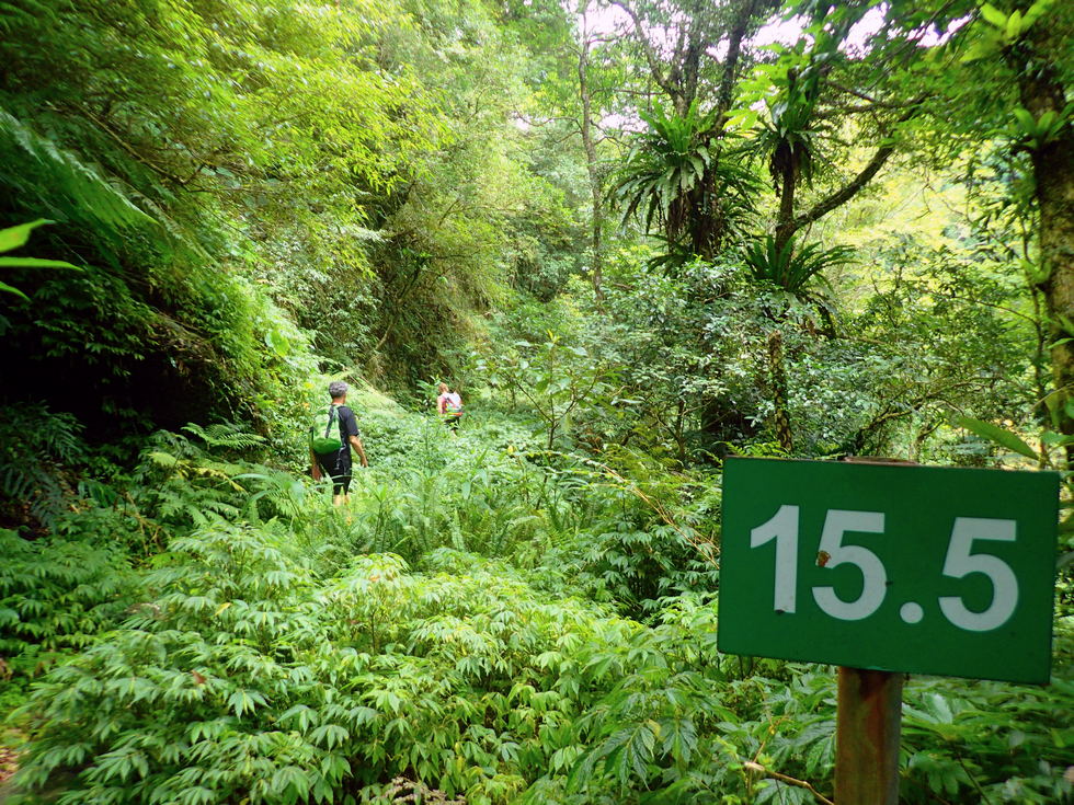 Neidong Forest Road 內洞林道 P8300785