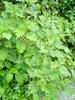 next photo: stinging nettles 咬人貓 (yǎo rén māo), 蕁麻, 刺草 Urtica thunbergiana