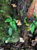 Xinkang hike 新康橫斷線 IMG_7339-fungus